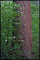 Flowering dogwoods and pine tree, Tuolumne Grove. Yosemite National Park ( color)