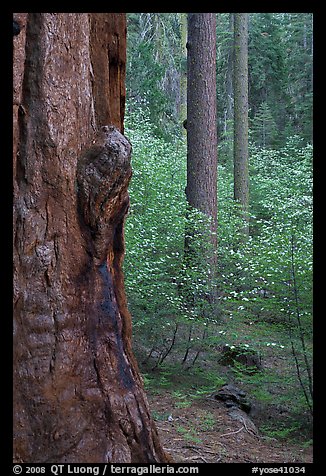 Forest with sequoia, pine trees, and dogwoods, Tuolumne Grove. Yosemite National Park, California, USA.