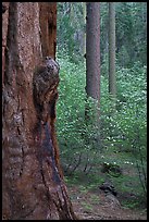 Forest with sequoia, pine trees, and dogwoods, Tuolumne Grove. Yosemite National Park, California, USA. (color)