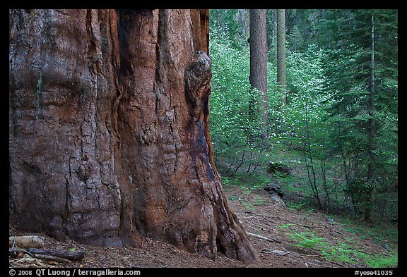 Base of giant sequoia, pines, and dogwoods, Tuolumne Grove. Yosemite National Park, California, USA.