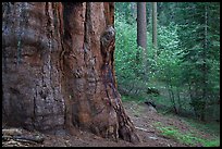 Base of giant sequoia, pines, and dogwoods, Tuolumne Grove. Yosemite National Park, California, USA. (color)