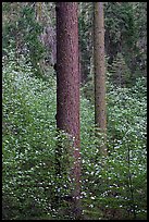 Pines and dogwoods in spring, Tuolumne Grove. Yosemite National Park ( color)