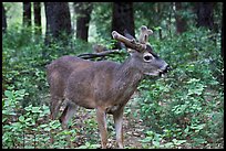 Young bull deer in forest. Yosemite National Park, California, USA.