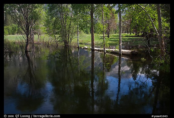 Trees reflected in Merced River run-off in the spring. Yosemite National Park, California, USA.