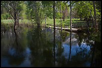 Trees reflected in Merced River run-off in the spring. Yosemite National Park, California, USA.