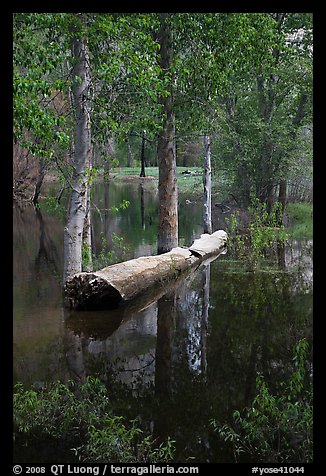 Trees flooded by Merced River spring swell. Yosemite National Park (color)