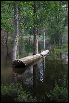 Trees flooded by Merced River spring swell. Yosemite National Park, California, USA.