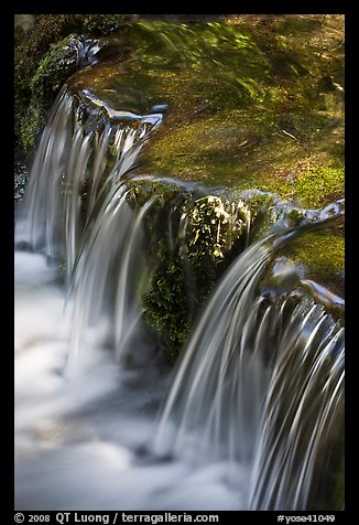 Fern Spring in the Spring. Yosemite National Park, California, USA.