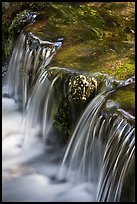 Fern Spring in the Spring. Yosemite National Park, California, USA. (color)