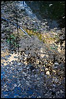 Half-Dome reflected through fallen leaves, Mirror Lake. Yosemite National Park, California, USA.