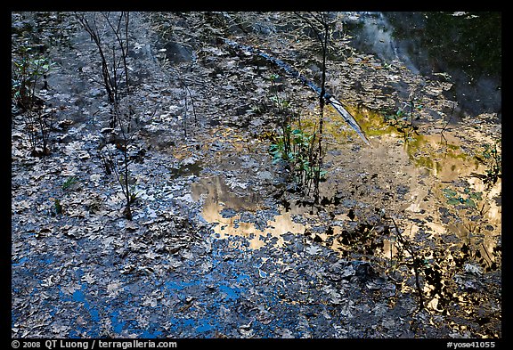 Leaves and Half-Dome reflected in Mirror Lake. Yosemite National Park, California, USA.