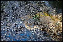 Leaves and Half-Dome reflected in Mirror Lake. Yosemite National Park, California, USA.