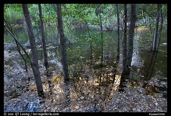 Trees and reflections,  Mirror Lake. Yosemite National Park, California, USA.