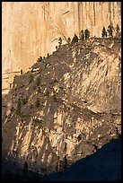 Pine trees on ridges and Half-Dome face. Yosemite National Park, California, USA.