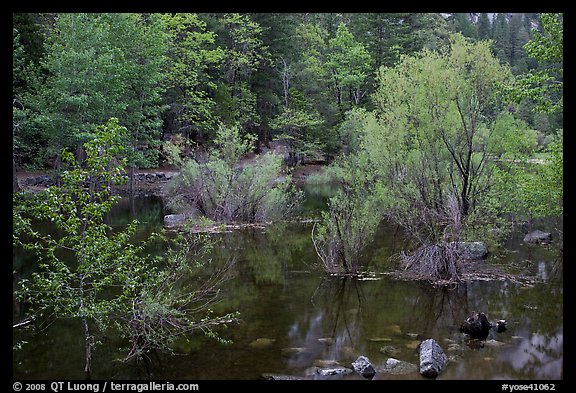 Flooded trees in Mirror Lake. Yosemite National Park, California, USA.