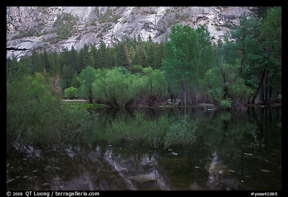 Willows, cliffs, and reflections, Mirror Lake. Yosemite National Park (color)