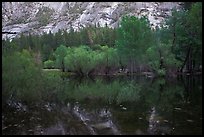 Willows, cliffs, and reflections, Mirror Lake. Yosemite National Park, California, USA.