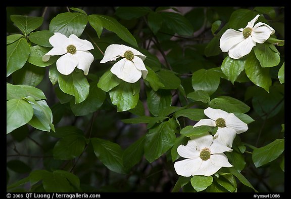 Close-up of dogwood flowers. Yosemite National Park, California, USA.