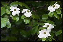 Close-up of dogwood flowers. Yosemite National Park ( color)