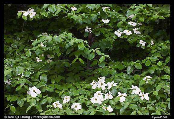 Dogwoods flowers and leaves. Yosemite National Park, California, USA.