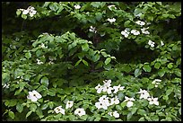 Dogwoods flowers and leaves. Yosemite National Park, California, USA. (color)