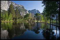 Swollen Merced River reflecting trees and cliffs. Yosemite National Park ( color)