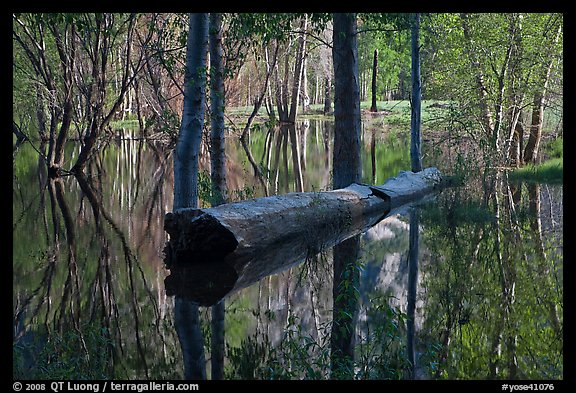 Fallen tree in Merced River spring overflow. Yosemite National Park (color)