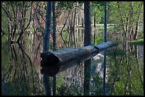 Fallen tree in Merced River spring overflow. Yosemite National Park ( color)