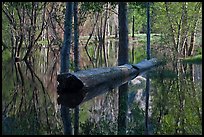 Fallen tree in Merced River spring overflow. Yosemite National Park ( color)