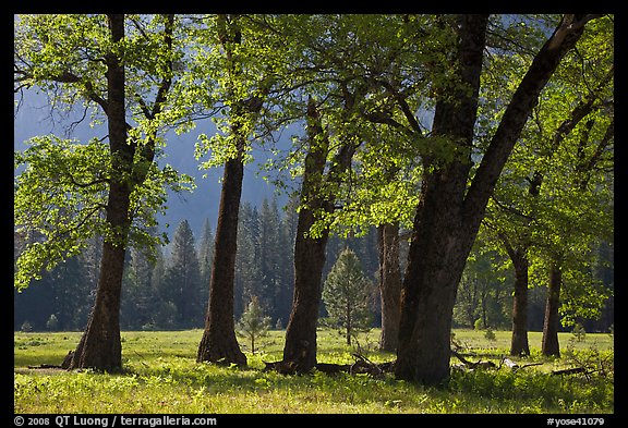 Black oaks in the Spring, El Capitan Meadow. Yosemite National Park (color)