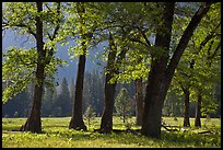 Black oaks in the Spring, El Capitan Meadow. Yosemite National Park, California, USA.