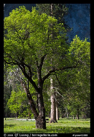 Oak tree in spring, El Capitan Meadow. Yosemite National Park, California, USA.