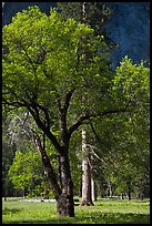Oak tree in spring, El Capitan Meadow. Yosemite National Park, California, USA. (color)