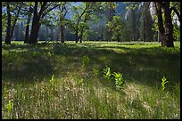 New ferns, grasses,  and oak trees, El Capitan Meadow. Yosemite National Park, California, USA.