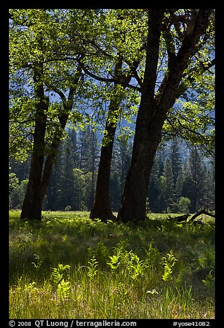 Oak trees in spring, El Capitan Meadow. Yosemite National Park (color)