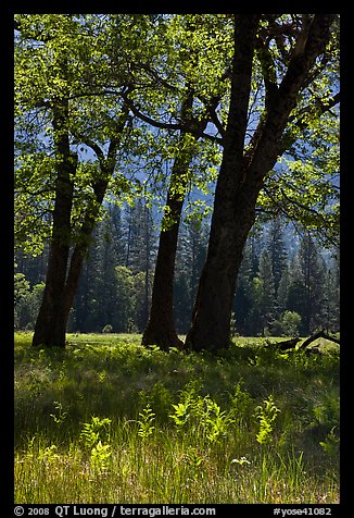 Oak trees in spring, El Capitan Meadow. Yosemite National Park, California, USA.