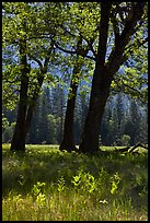 Oak trees in spring, El Capitan Meadow. Yosemite National Park, California, USA. (color)