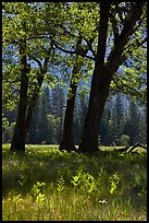 Oak trees in spring, El Capitan Meadow. Yosemite National Park, California, USA.