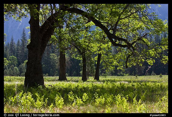 Ferns and oak trees in spring, El Capitan Meadow. Yosemite National Park (color)