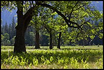 Ferns and oak trees in spring, El Capitan Meadow. Yosemite National Park, California, USA.