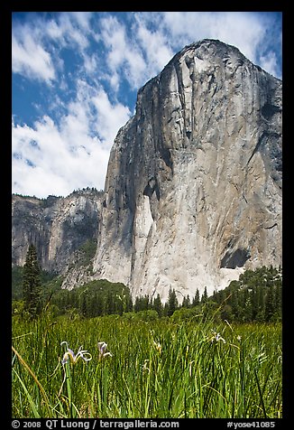 Wild irises and El Capitan. Yosemite National Park (color)