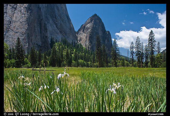 Wild irises, El Capitan meadows, and Cathedral Rocks. Yosemite National Park, California, USA.