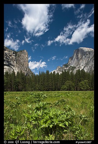 Meadow, Washington Column, and Half-Dome. Yosemite National Park, California, USA.