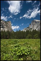 Meadow, Washington Column, and Half-Dome. Yosemite National Park, California, USA.