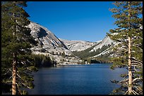 Tenaya Lake and Medlicott Dome framed by trees. Yosemite National Park ( color)