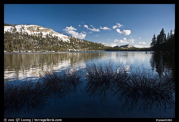 Willows and snowy peaks reflected in Tenaya Lake. Yosemite National Park (color)