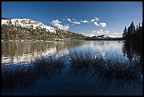 Willows and snowy peaks reflected in Tenaya Lake. Yosemite National Park, California, USA.