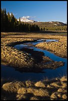 Grasses and stream, late afternoon, Tuolumne Meadows. Yosemite National Park, California, USA.