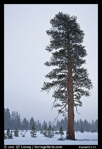 Tall solitatary pine tree in snow storm. Yosemite National Park, California, USA.