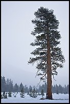 Tall solitatary pine tree in snow storm. Yosemite National Park, California, USA. (color)